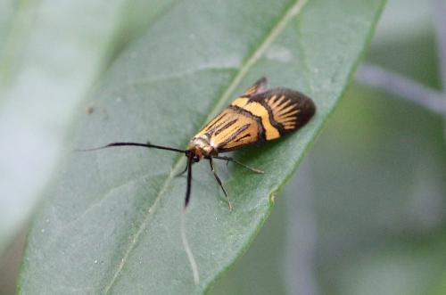 Nemophora degeerella
